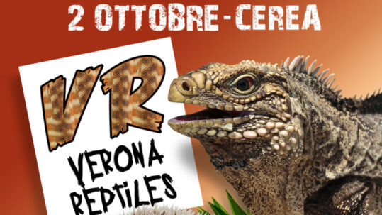 Verona reptiles
