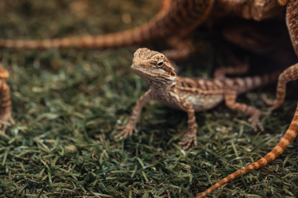 verona-reptiles