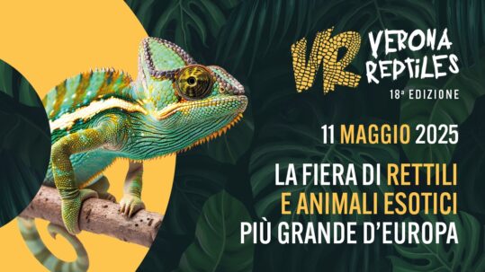 verona reptiles 2025